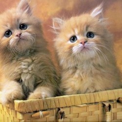 Cat Claw Survival Solutions To The Rescue